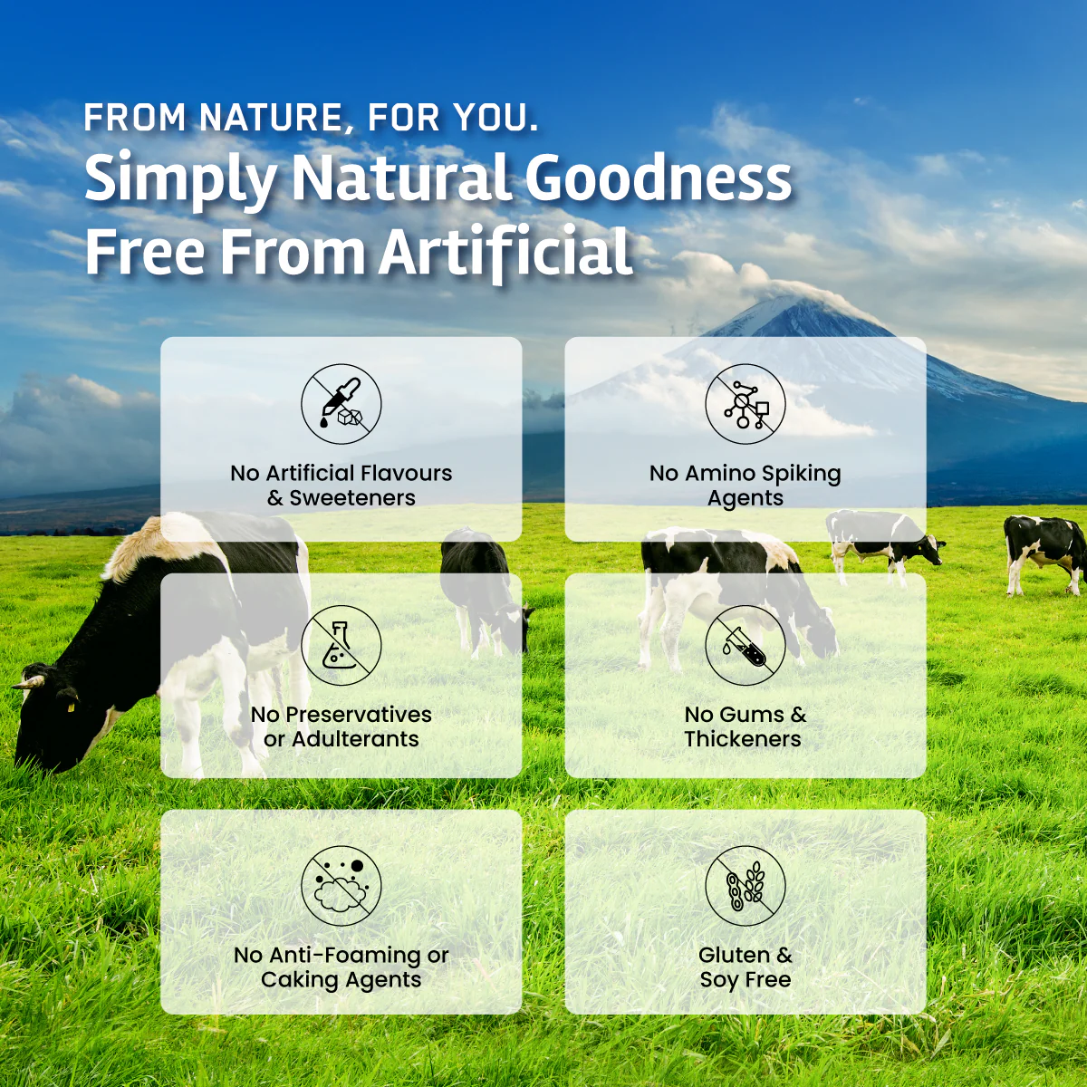 Gold Whey Isolate + Free Tee - Image 5